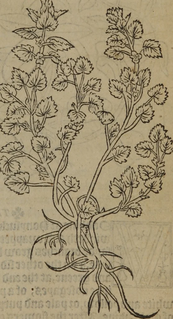 An illustration from A nievve herball, or Historie of plantes : wherein is contayned the whole discourse and perfect description of all sortes of herbes and plantes : their divers & sundry kindes ... and that not onely of those whiche are here growyng in this our countrie of Englande, but of all others also of forrayne realmes commonly used in physicke ; first set foorth in the Doutche or Almaigne tongue, 1578, leaf 416