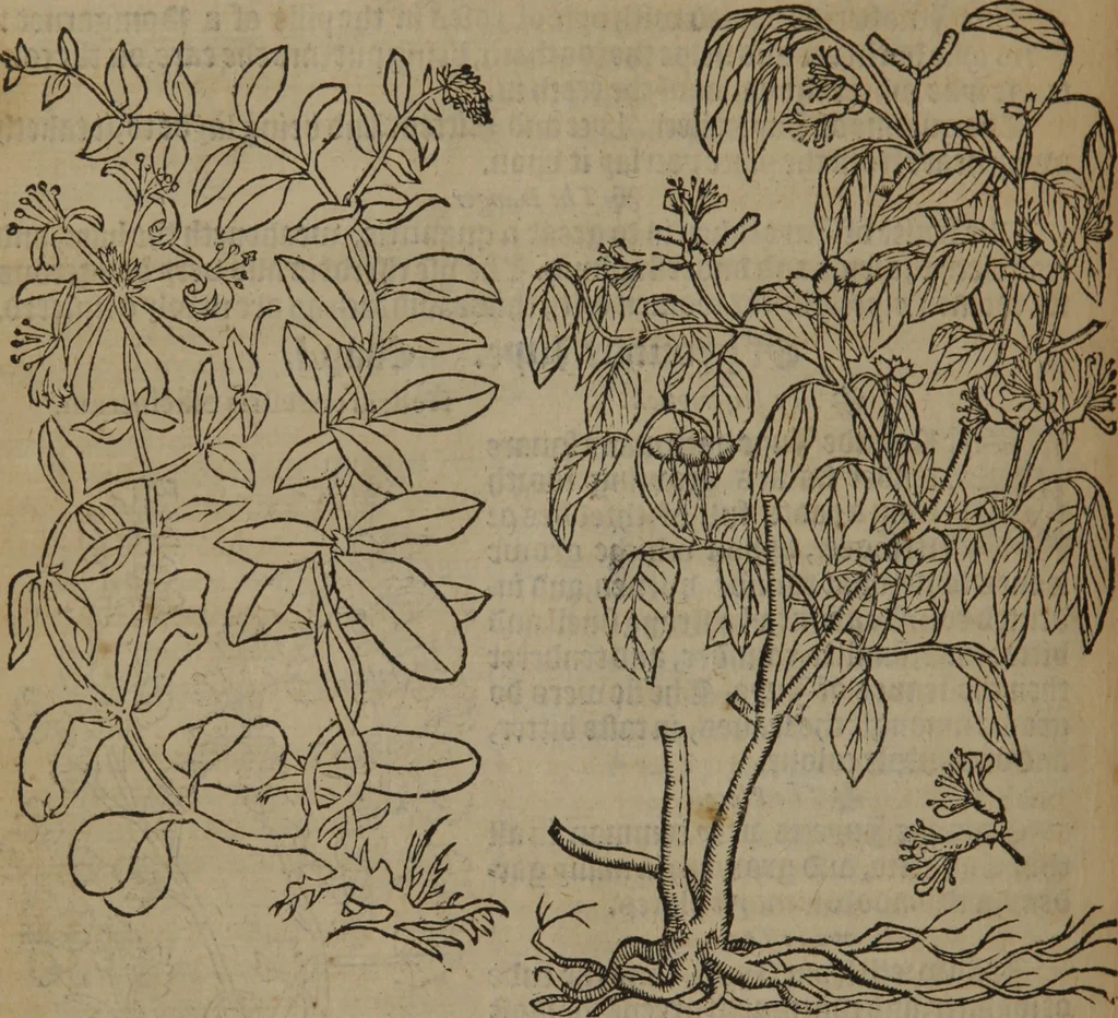 An illustration from A nievve herball, or Historie of plantes : wherein is contayned the whole discourse and perfect description of all sortes of herbes and plantes : their divers & sundry kindes ... and that not onely of those whiche are here growyng in this our countrie of Englande, but of all others also of forrayne realmes commonly used in physicke ; first set foorth in the Doutche or Almaigne tongue, 1578, leaf 417
