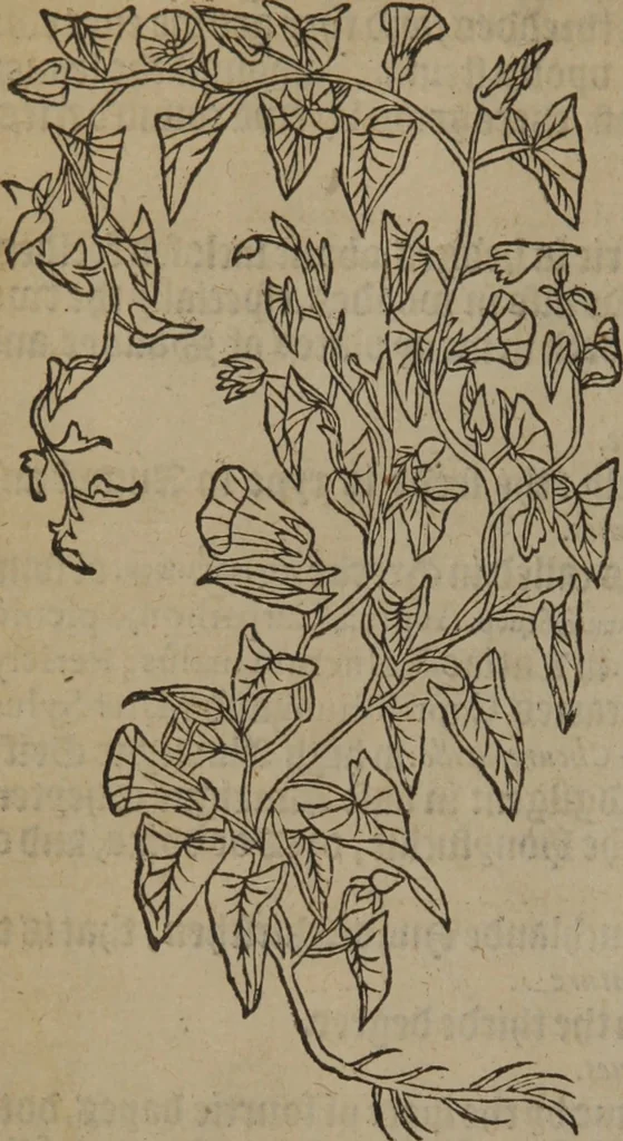 An illustration from A nievve herball, or Historie of plantes : wherein is contayned the whole discourse and perfect description of all sortes of herbes and plantes : their divers & sundry kindes ... and that not onely of those whiche are here growyng in this our countrie of Englande, but of all others also of forrayne realmes commonly used in physicke ; first set foorth in the Doutche or Almaigne tongue, 1578, leaf 419
