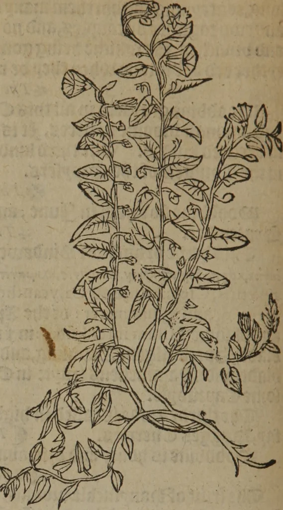 An illustration from A nievve herball, or Historie of plantes : wherein is contayned the whole discourse and perfect description of all sortes of herbes and plantes : their divers & sundry kindes ... and that not onely of those whiche are here growyng in this our countrie of Englande, but of all others also of forrayne realmes commonly used in physicke ; first set foorth in the Doutche or Almaigne tongue, 1578, leaf 419