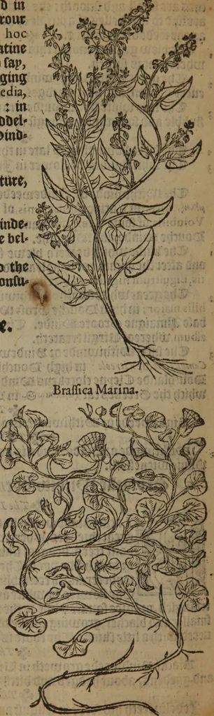 An illustration from A nievve herball, or Historie of plantes : wherein is contayned the whole discourse and perfect description of all sortes of herbes and plantes : their divers & sundry kindes ... and that not onely of those whiche are here growyng in this our countrie of Englande, but of all others also of forrayne realmes commonly used in physicke ; first set foorth in the Doutche or Almaigne tongue, 1578, leaf 421