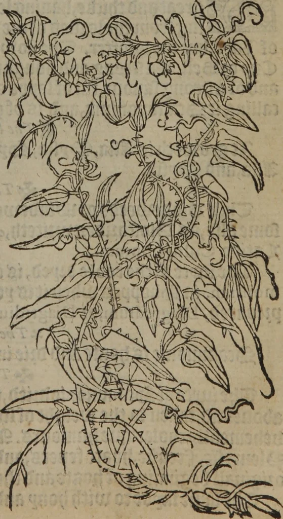 An illustration from A nievve herball, or Historie of plantes : wherein is contayned the whole discourse and perfect description of all sortes of herbes and plantes : their divers & sundry kindes ... and that not onely of those whiche are here growyng in this our countrie of Englande, but of all others also of forrayne realmes commonly used in physicke ; first set foorth in the Doutche or Almaigne tongue, 1578, leaf 422