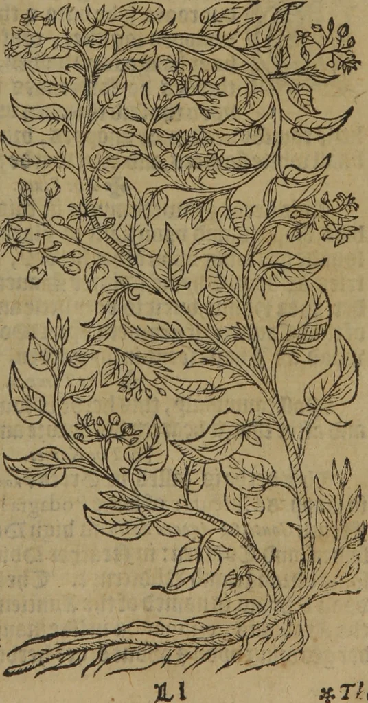 An illustration from A nievve herball, or Historie of plantes : wherein is contayned the whole discourse and perfect description of all sortes of herbes and plantes : their divers & sundry kindes ... and that not onely of those whiche are here growyng in this our countrie of Englande, but of all others also of forrayne realmes commonly used in physicke ; first set foorth in the Doutche or Almaigne tongue, 1578, leaf 424