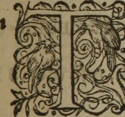 An illustration from A nievve herball, or Historie of plantes : wherein is contayned the whole discourse and perfect description of all sortes of herbes and plantes : their divers & sundry kindes ... and that not onely of those whiche are here growyng in this our countrie of Englande, but of all others also of forrayne realmes commonly used in physicke ; first set foorth in the Doutche or Almaigne tongue, 1578, leaf 426