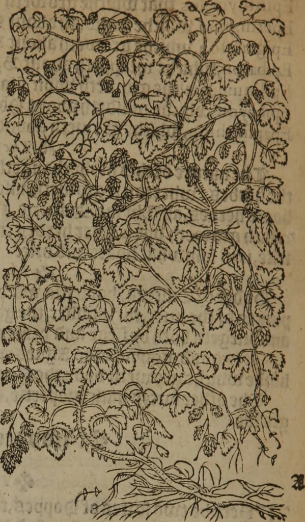 An illustration from A nievve herball, or Historie of plantes : wherein is contayned the whole discourse and perfect description of all sortes of herbes and plantes : their divers & sundry kindes ... and that not onely of those whiche are here growyng in this our countrie of Englande, but of all others also of forrayne realmes commonly used in physicke ; first set foorth in the Doutche or Almaigne tongue, 1578, leaf 427