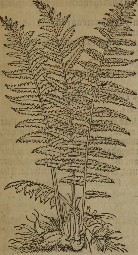 An illustration from A nievve herball, or Historie of plantes : wherein is contayned the whole discourse and perfect description of all sortes of herbes and plantes : their divers & sundry kindes ... and that not onely of those whiche are here growyng in this our countrie of Englande, but of all others also of forrayne realmes commonly used in physicke ; first set foorth in the Doutche or Almaigne tongue, 1578, leaf 428