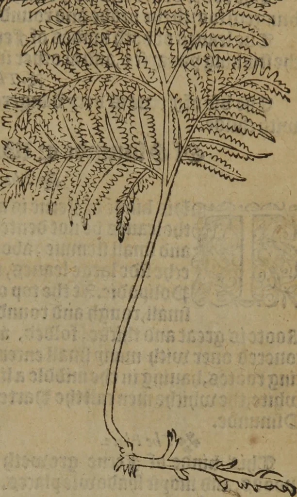 An illustration from A nievve herball, or Historie of plantes : wherein is contayned the whole discourse and perfect description of all sortes of herbes and plantes : their divers & sundry kindes ... and that not onely of those whiche are here growyng in this our countrie of Englande, but of all others also of forrayne realmes commonly used in physicke ; first set foorth in the Doutche or Almaigne tongue, 1578, leaf 428