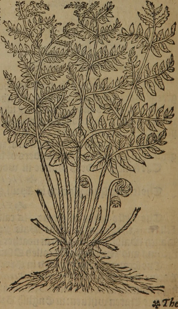 An illustration from A nievve herball, or Historie of plantes : wherein is contayned the whole discourse and perfect description of all sortes of herbes and plantes : their divers & sundry kindes ... and that not onely of those whiche are here growyng in this our countrie of Englande, but of all others also of forrayne realmes commonly used in physicke ; first set foorth in the Doutche or Almaigne tongue, 1578, leaf 429