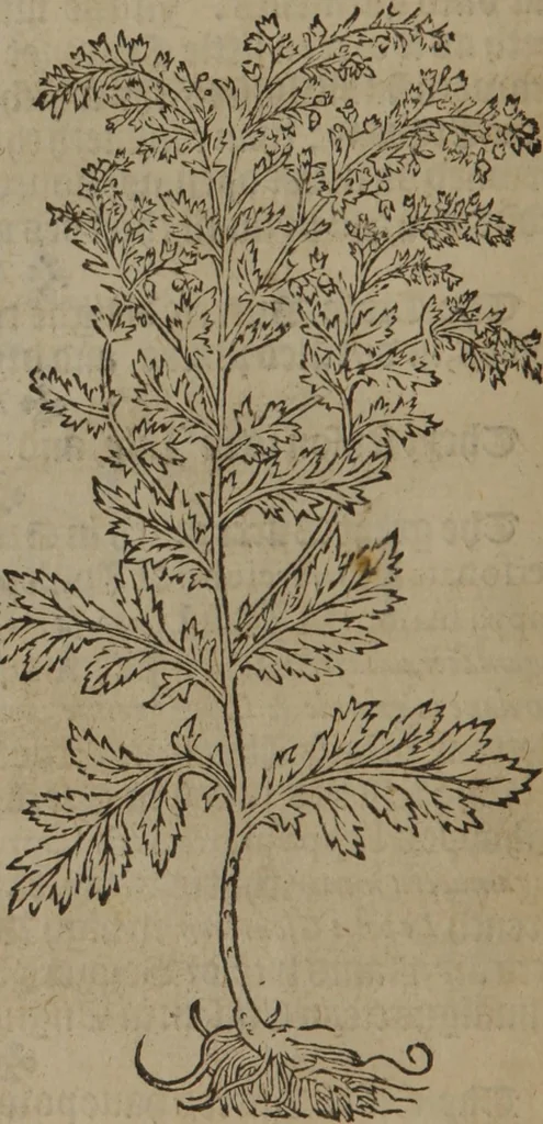 An illustration from A nievve herball, or Historie of plantes : wherein is contayned the whole discourse and perfect description of all sortes of herbes and plantes : their divers & sundry kindes ... and that not onely of those whiche are here growyng in this our countrie of Englande, but of all others also of forrayne realmes commonly used in physicke ; first set foorth in the Doutche or Almaigne tongue, 1578, leaf 43