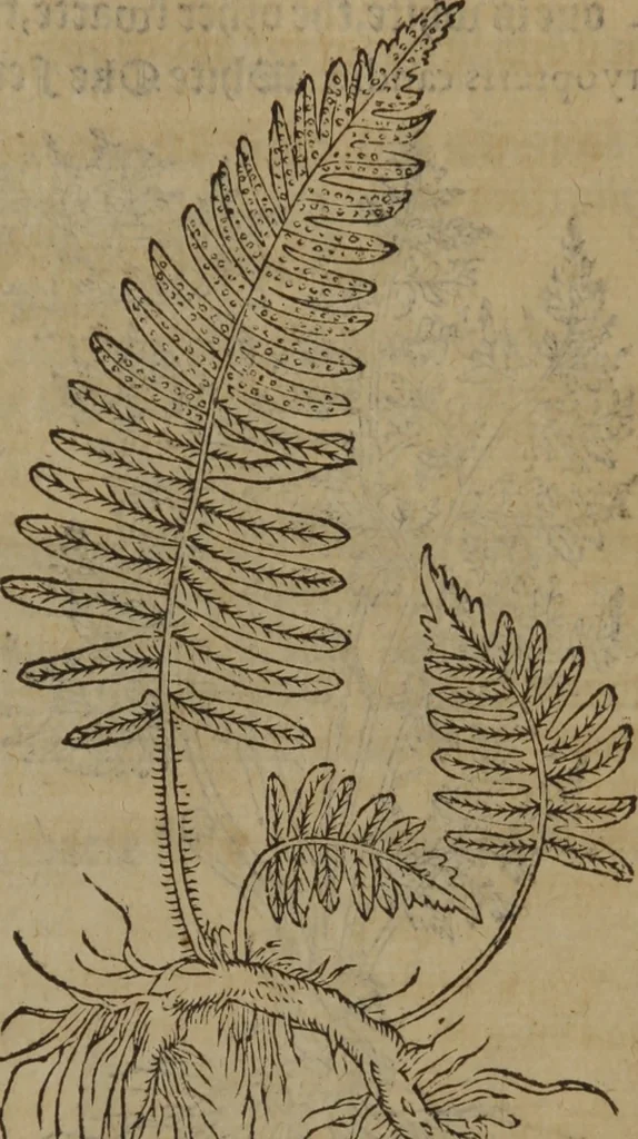 An illustration from A nievve herball, or Historie of plantes : wherein is contayned the whole discourse and perfect description of all sortes of herbes and plantes : their divers & sundry kindes ... and that not onely of those whiche are here growyng in this our countrie of Englande, but of all others also of forrayne realmes commonly used in physicke ; first set foorth in the Doutche or Almaigne tongue, 1578, leaf 430