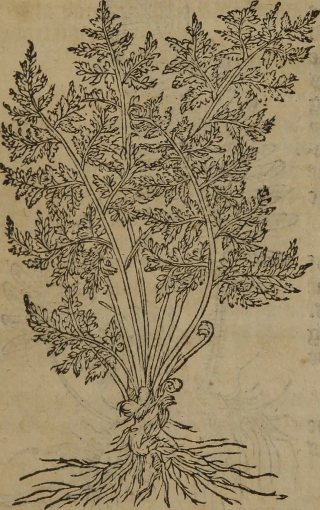 An illustration from A nievve herball, or Historie of plantes : wherein is contayned the whole discourse and perfect description of all sortes of herbes and plantes : their divers & sundry kindes ... and that not onely of those whiche are here growyng in this our countrie of Englande, but of all others also of forrayne realmes commonly used in physicke ; first set foorth in the Doutche or Almaigne tongue, 1578, leaf 431