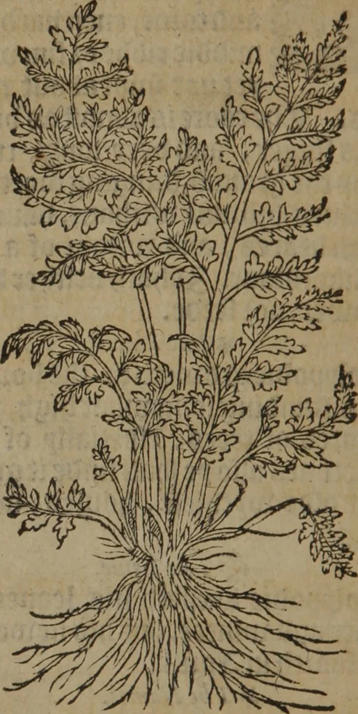 An illustration from A nievve herball, or Historie of plantes : wherein is contayned the whole discourse and perfect description of all sortes of herbes and plantes : their divers & sundry kindes ... and that not onely of those whiche are here growyng in this our countrie of Englande, but of all others also of forrayne realmes commonly used in physicke ; first set foorth in the Doutche or Almaigne tongue, 1578, leaf 431