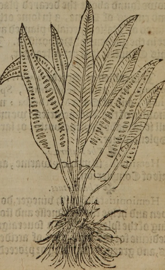 An illustration from A nievve herball, or Historie of plantes : wherein is contayned the whole discourse and perfect description of all sortes of herbes and plantes : their divers & sundry kindes ... and that not onely of those whiche are here growyng in this our countrie of Englande, but of all others also of forrayne realmes commonly used in physicke ; first set foorth in the Doutche or Almaigne tongue, 1578, leaf 432