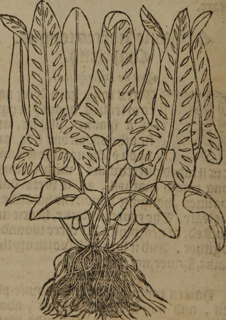 An illustration from A nievve herball, or Historie of plantes : wherein is contayned the whole discourse and perfect description of all sortes of herbes and plantes : their divers & sundry kindes ... and that not onely of those whiche are here growyng in this our countrie of Englande, but of all others also of forrayne realmes commonly used in physicke ; first set foorth in the Doutche or Almaigne tongue, 1578, leaf 433