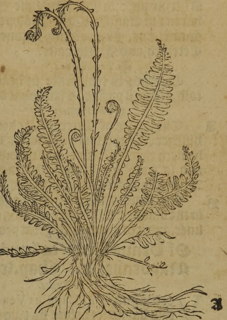 An illustration from A nievve herball, or Historie of plantes : wherein is contayned the whole discourse and perfect description of all sortes of herbes and plantes : their divers & sundry kindes ... and that not onely of those whiche are here growyng in this our countrie of Englande, but of all others also of forrayne realmes commonly used in physicke ; first set foorth in the Doutche or Almaigne tongue, 1578, leaf 434