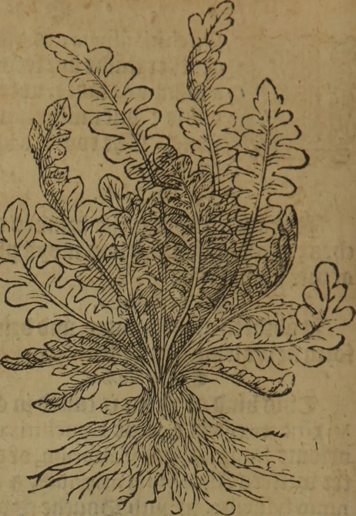 An illustration from A nievve herball, or Historie of plantes : wherein is contayned the whole discourse and perfect description of all sortes of herbes and plantes : their divers & sundry kindes ... and that not onely of those whiche are here growyng in this our countrie of Englande, but of all others also of forrayne realmes commonly used in physicke ; first set foorth in the Doutche or Almaigne tongue, 1578, leaf 435
