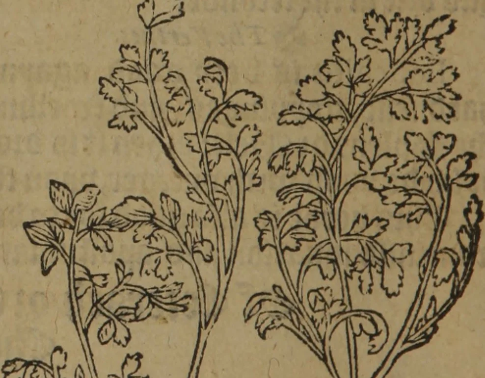 An illustration from A nievve herball, or Historie of plantes : wherein is contayned the whole discourse and perfect description of all sortes of herbes and plantes : their divers & sundry kindes ... and that not onely of those whiche are here growyng in this our countrie of Englande, but of all others also of forrayne realmes commonly used in physicke ; first set foorth in the Doutche or Almaigne tongue, 1578, leaf 435