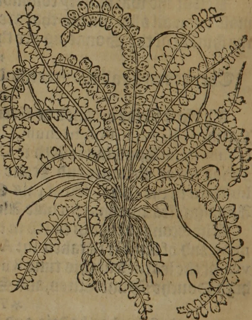 An illustration from A nievve herball, or Historie of plantes : wherein is contayned the whole discourse and perfect description of all sortes of herbes and plantes : their divers & sundry kindes ... and that not onely of those whiche are here growyng in this our countrie of Englande, but of all others also of forrayne realmes commonly used in physicke ; first set foorth in the Doutche or Almaigne tongue, 1578, leaf 437