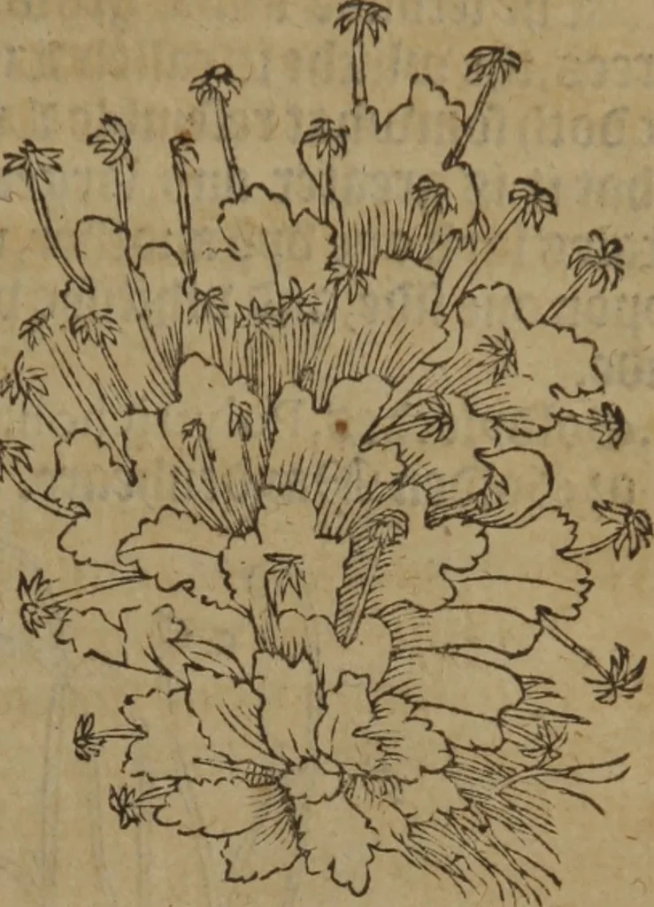 An illustration from A nievve herball, or Historie of plantes : wherein is contayned the whole discourse and perfect description of all sortes of herbes and plantes : their divers & sundry kindes ... and that not onely of those whiche are here growyng in this our countrie of Englande, but of all others also of forrayne realmes commonly used in physicke ; first set foorth in the Doutche or Almaigne tongue, 1578, leaf 438