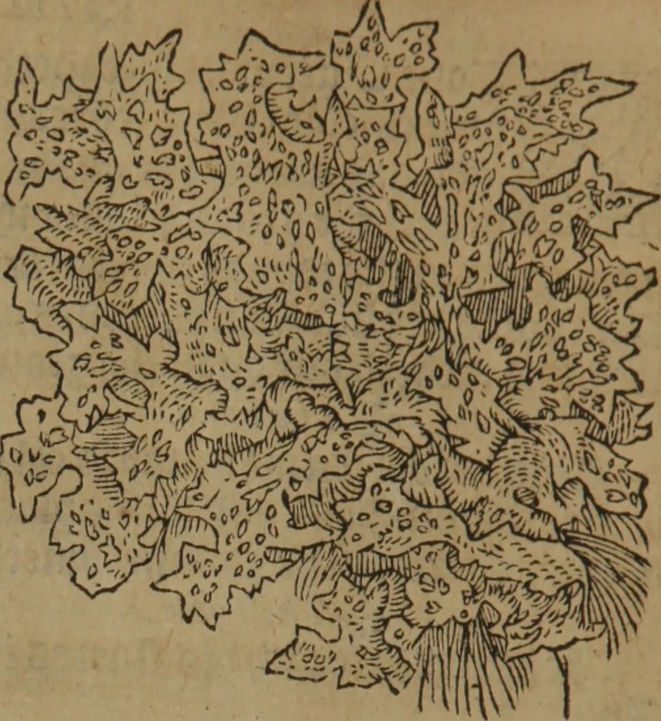 An illustration from A nievve herball, or Historie of plantes : wherein is contayned the whole discourse and perfect description of all sortes of herbes and plantes : their divers & sundry kindes ... and that not onely of those whiche are here growyng in this our countrie of Englande, but of all others also of forrayne realmes commonly used in physicke ; first set foorth in the Doutche or Almaigne tongue, 1578, leaf 439