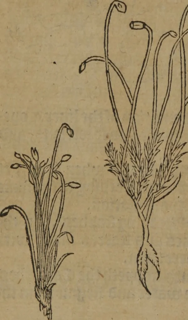 An illustration from A nievve herball, or Historie of plantes : wherein is contayned the whole discourse and perfect description of all sortes of herbes and plantes : their divers & sundry kindes ... and that not onely of those whiche are here growyng in this our countrie of Englande, but of all others also of forrayne realmes commonly used in physicke ; first set foorth in the Doutche or Almaigne tongue, 1578, leaf 439
