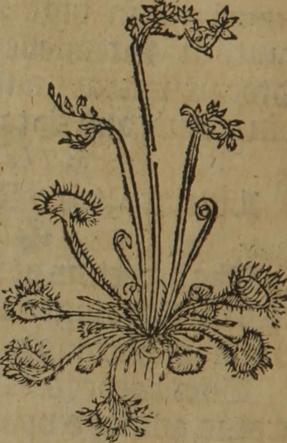 An illustration from A nievve herball, or Historie of plantes : wherein is contayned the whole discourse and perfect description of all sortes of herbes and plantes : their divers & sundry kindes ... and that not onely of those whiche are here growyng in this our countrie of Englande, but of all others also of forrayne realmes commonly used in physicke ; first set foorth in the Doutche or Almaigne tongue, 1578, leaf 439