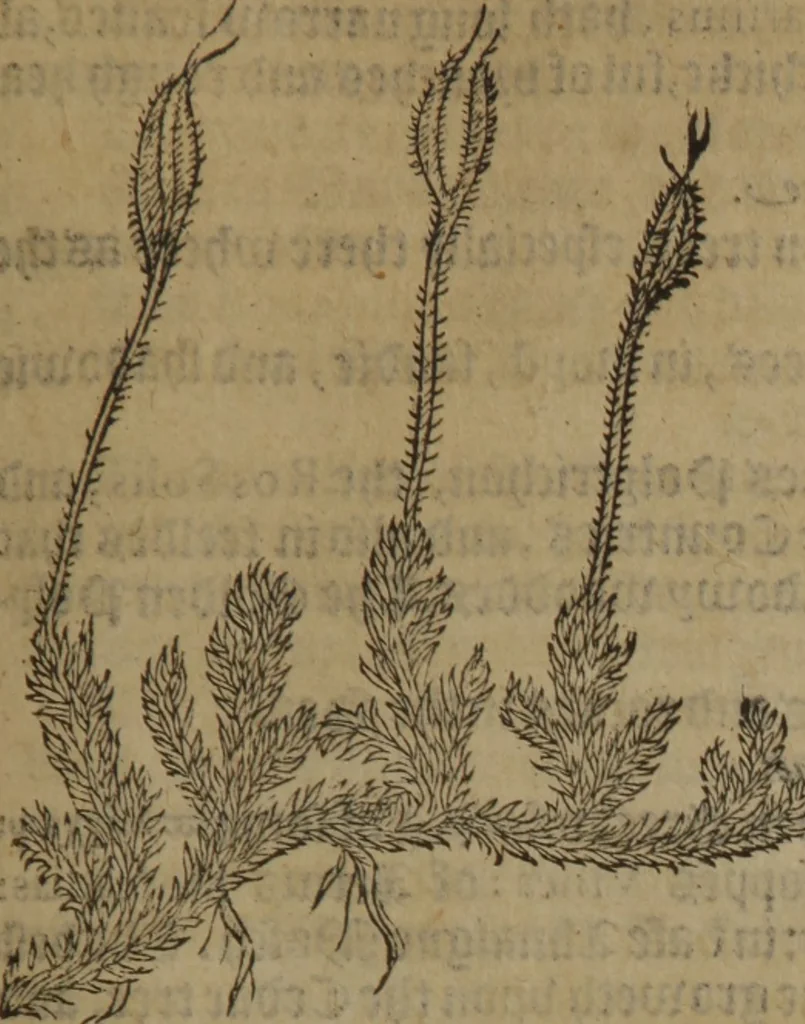 An illustration from A nievve herball, or Historie of plantes : wherein is contayned the whole discourse and perfect description of all sortes of herbes and plantes : their divers & sundry kindes ... and that not onely of those whiche are here growyng in this our countrie of Englande, but of all others also of forrayne realmes commonly used in physicke ; first set foorth in the Doutche or Almaigne tongue, 1578, leaf 440