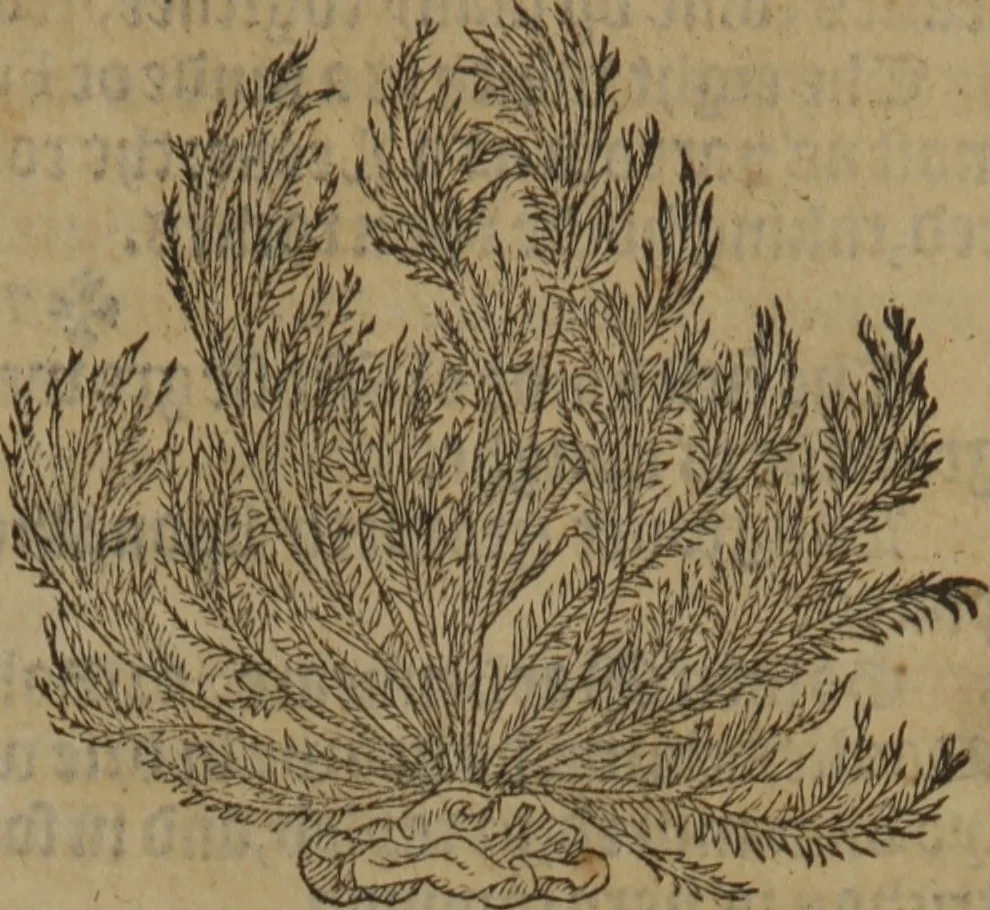 An illustration from A nievve herball, or Historie of plantes : wherein is contayned the whole discourse and perfect description of all sortes of herbes and plantes : their divers & sundry kindes ... and that not onely of those whiche are here growyng in this our countrie of Englande, but of all others also of forrayne realmes commonly used in physicke ; first set foorth in the Doutche or Almaigne tongue, 1578, leaf 440
