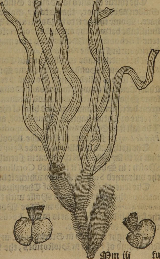 An illustration from A nievve herball, or Historie of plantes : wherein is contayned the whole discourse and perfect description of all sortes of herbes and plantes : their divers & sundry kindes ... and that not onely of those whiche are here growyng in this our countrie of Englande, but of all others also of forrayne realmes commonly used in physicke ; first set foorth in the Doutche or Almaigne tongue, 1578, leaf 440