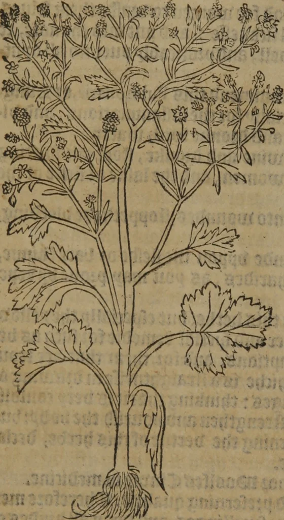 An illustration from A nievve herball, or Historie of plantes : wherein is contayned the whole discourse and perfect description of all sortes of herbes and plantes : their divers & sundry kindes ... and that not onely of those whiche are here growyng in this our countrie of Englande, but of all others also of forrayne realmes commonly used in physicke ; first set foorth in the Doutche or Almaigne tongue, 1578, leaf 443