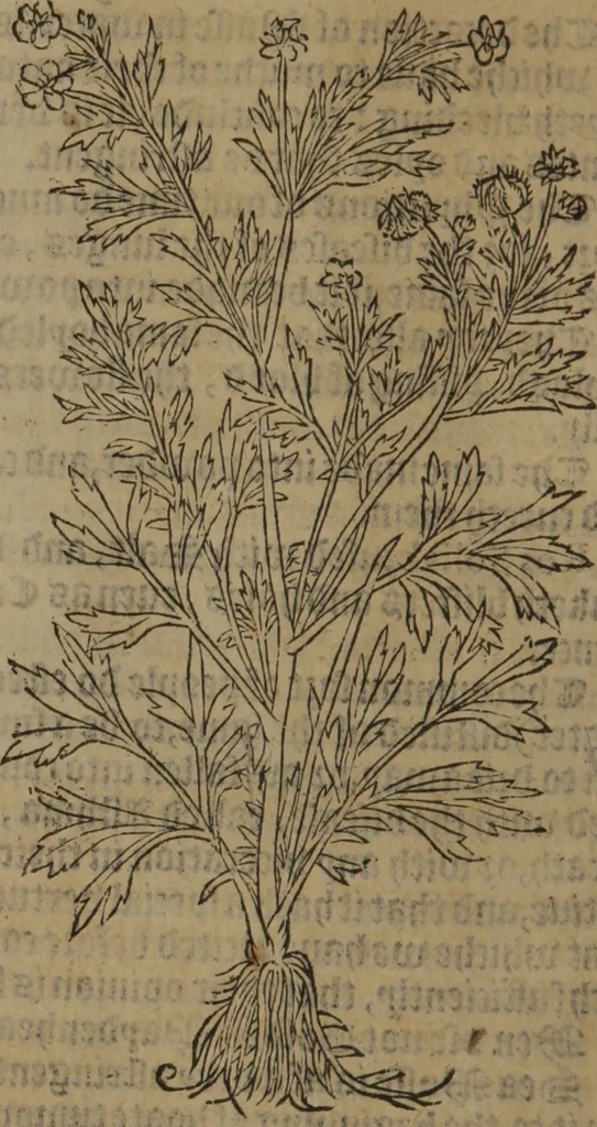 An illustration from A nievve herball, or Historie of plantes : wherein is contayned the whole discourse and perfect description of all sortes of herbes and plantes : their divers & sundry kindes ... and that not onely of those whiche are here growyng in this our countrie of Englande, but of all others also of forrayne realmes commonly used in physicke ; first set foorth in the Doutche or Almaigne tongue, 1578, leaf 443