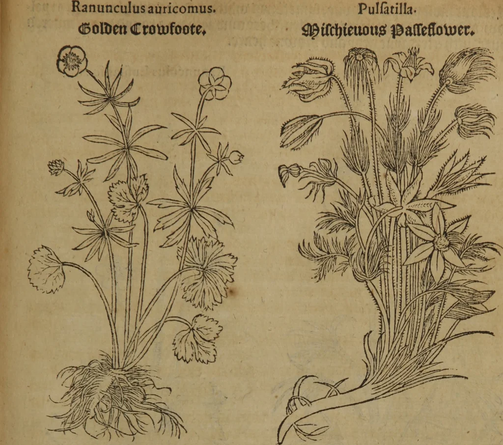 An illustration from A nievve herball, or Historie of plantes : wherein is contayned the whole discourse and perfect description of all sortes of herbes and plantes : their divers & sundry kindes ... and that not onely of those whiche are here growyng in this our countrie of Englande, but of all others also of forrayne realmes commonly used in physicke ; first set foorth in the Doutche or Almaigne tongue, 1578, leaf 444