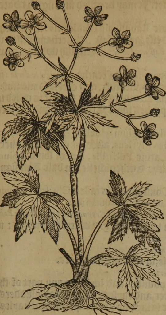 An illustration from A nievve herball, or Historie of plantes : wherein is contayned the whole discourse and perfect description of all sortes of herbes and plantes : their divers & sundry kindes ... and that not onely of those whiche are here growyng in this our countrie of Englande, but of all others also of forrayne realmes commonly used in physicke ; first set foorth in the Doutche or Almaigne tongue, 1578, leaf 446