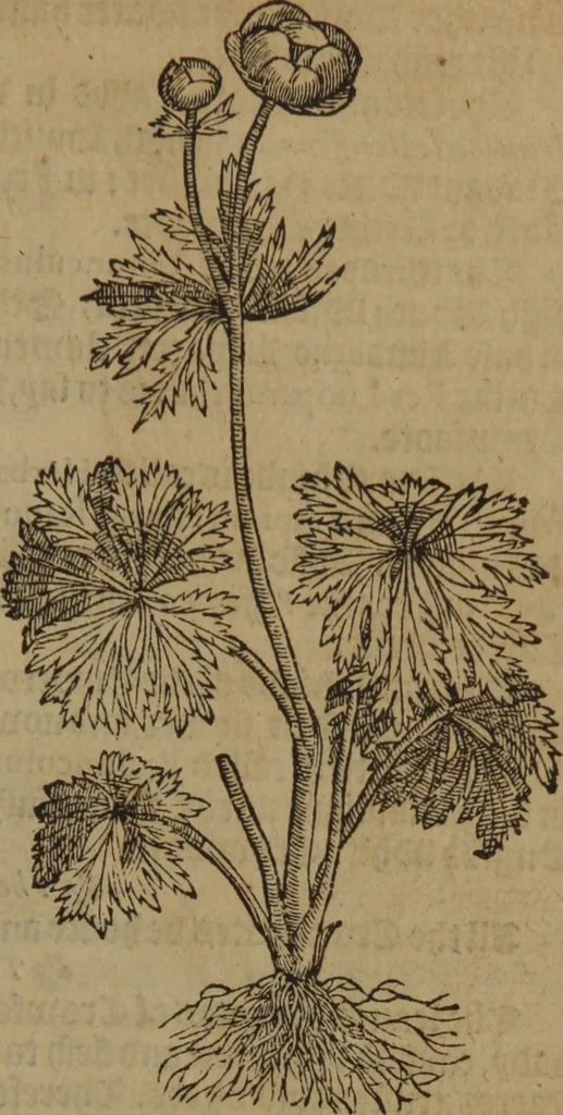 An illustration from A nievve herball, or Historie of plantes : wherein is contayned the whole discourse and perfect description of all sortes of herbes and plantes : their divers & sundry kindes ... and that not onely of those whiche are here growyng in this our countrie of Englande, but of all others also of forrayne realmes commonly used in physicke ; first set foorth in the Doutche or Almaigne tongue, 1578, leaf 446