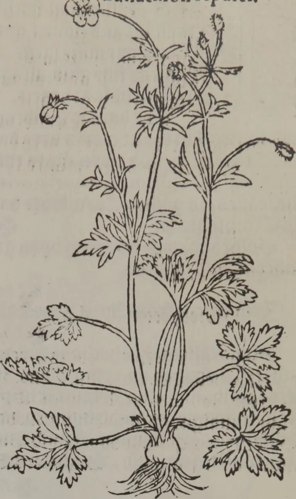 An illustration from A nievve herball, or Historie of plantes : wherein is contayned the whole discourse and perfect description of all sortes of herbes and plantes : their divers & sundry kindes ... and that not onely of those whiche are here growyng in this our countrie of Englande, but of all others also of forrayne realmes commonly used in physicke ; first set foorth in the Doutche or Almaigne tongue, 1578, leaf 448