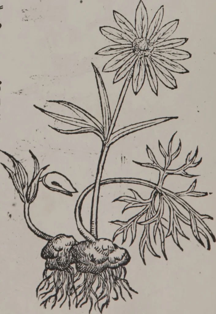 An illustration from A nievve herball, or Historie of plantes : wherein is contayned the whole discourse and perfect description of all sortes of herbes and plantes : their divers & sundry kindes ... and that not onely of those whiche are here growyng in this our countrie of Englande, but of all others also of forrayne realmes commonly used in physicke ; first set foorth in the Doutche or Almaigne tongue, 1578, leaf 449