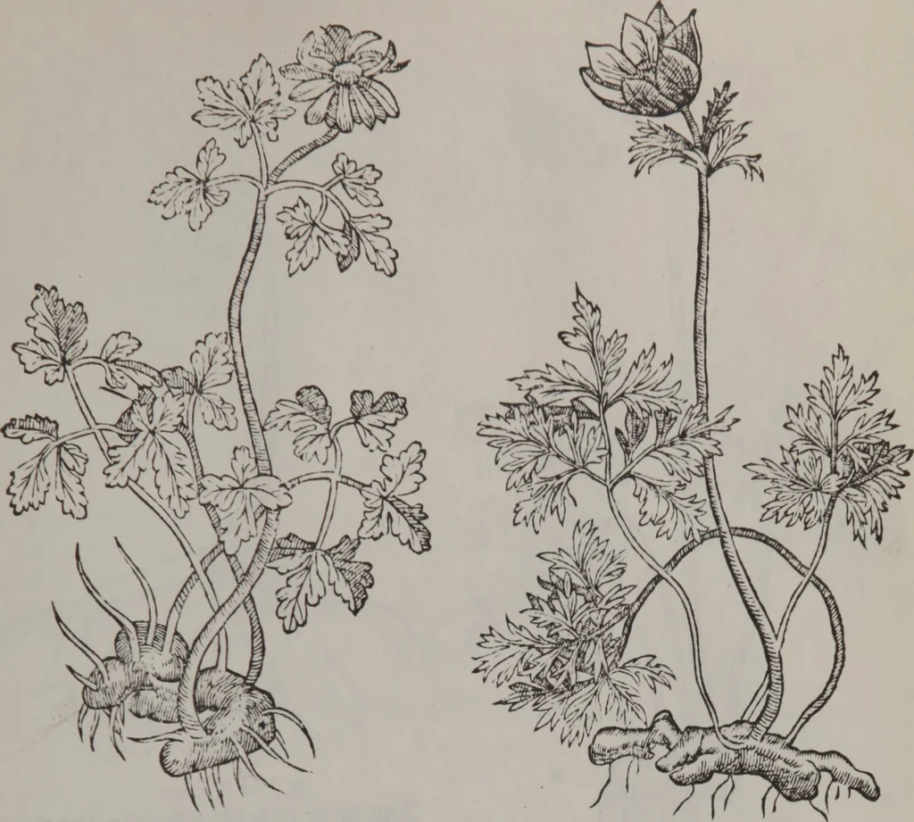 An illustration from A nievve herball, or Historie of plantes : wherein is contayned the whole discourse and perfect description of all sortes of herbes and plantes : their divers & sundry kindes ... and that not onely of those whiche are here growyng in this our countrie of Englande, but of all others also of forrayne realmes commonly used in physicke ; first set foorth in the Doutche or Almaigne tongue, 1578, leaf 450