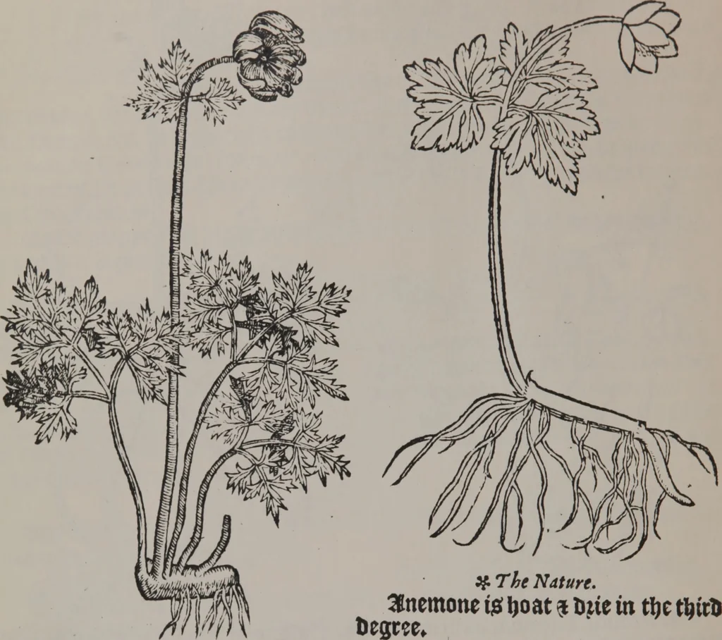 An illustration from A nievve herball, or Historie of plantes : wherein is contayned the whole discourse and perfect description of all sortes of herbes and plantes : their divers & sundry kindes ... and that not onely of those whiche are here growyng in this our countrie of Englande, but of all others also of forrayne realmes commonly used in physicke ; first set foorth in the Doutche or Almaigne tongue, 1578, leaf 451