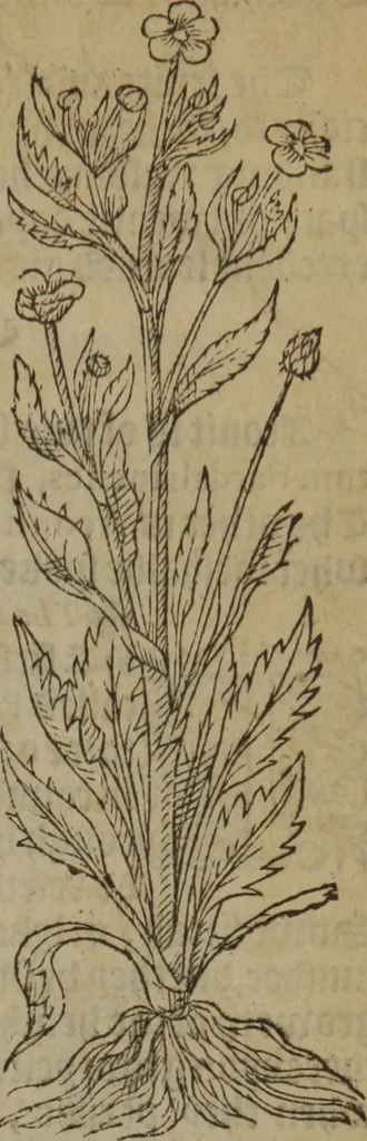 An illustration from A nievve herball, or Historie of plantes : wherein is contayned the whole discourse and perfect description of all sortes of herbes and plantes : their divers & sundry kindes ... and that not onely of those whiche are here growyng in this our countrie of Englande, but of all others also of forrayne realmes commonly used in physicke ; first set foorth in the Doutche or Almaigne tongue, 1578, leaf 452