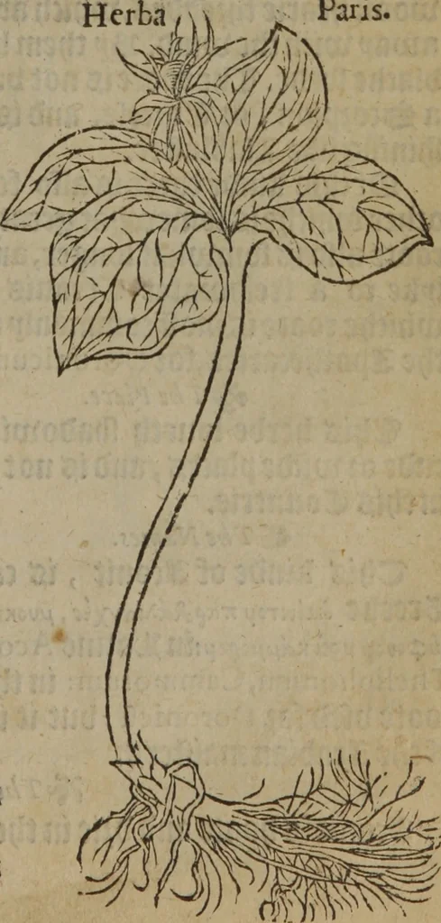 An illustration from A nievve herball, or Historie of plantes : wherein is contayned the whole discourse and perfect description of all sortes of herbes and plantes : their divers & sundry kindes ... and that not onely of those whiche are here growyng in this our countrie of Englande, but of all others also of forrayne realmes commonly used in physicke ; first set foorth in the Doutche or Almaigne tongue, 1578, leaf 452