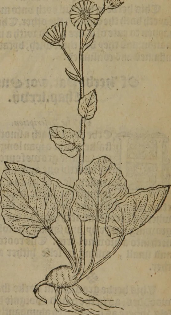 An illustration from A nievve herball, or Historie of plantes : wherein is contayned the whole discourse and perfect description of all sortes of herbes and plantes : their divers & sundry kindes ... and that not onely of those whiche are here growyng in this our countrie of Englande, but of all others also of forrayne realmes commonly used in physicke ; first set foorth in the Doutche or Almaigne tongue, 1578, leaf 453