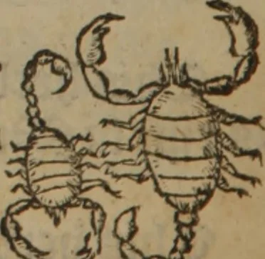 An illustration from A nievve herball, or Historie of plantes : wherein is contayned the whole discourse and perfect description of all sortes of herbes and plantes : their divers & sundry kindes ... and that not onely of those whiche are here growyng in this our countrie of Englande, but of all others also of forrayne realmes commonly used in physicke ; first set foorth in the Doutche or Almaigne tongue, 1578, leaf 453