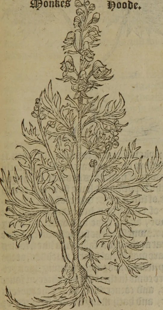 An illustration from A nievve herball, or Historie of plantes : wherein is contayned the whole discourse and perfect description of all sortes of herbes and plantes : their divers & sundry kindes ... and that not onely of those whiche are here growyng in this our countrie of Englande, but of all others also of forrayne realmes commonly used in physicke ; first set foorth in the Doutche or Almaigne tongue, 1578, leaf 454