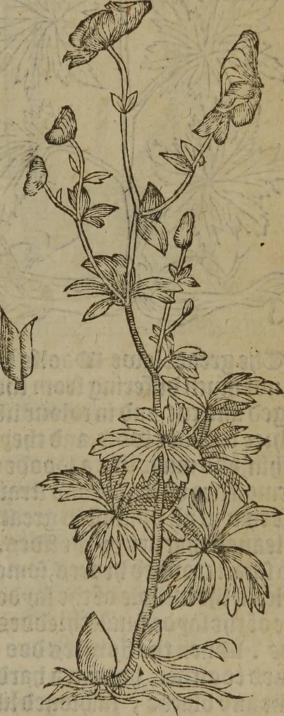 An illustration from A nievve herball, or Historie of plantes : wherein is contayned the whole discourse and perfect description of all sortes of herbes and plantes : their divers & sundry kindes ... and that not onely of those whiche are here growyng in this our countrie of Englande, but of all others also of forrayne realmes commonly used in physicke ; first set foorth in the Doutche or Almaigne tongue, 1578, leaf 454