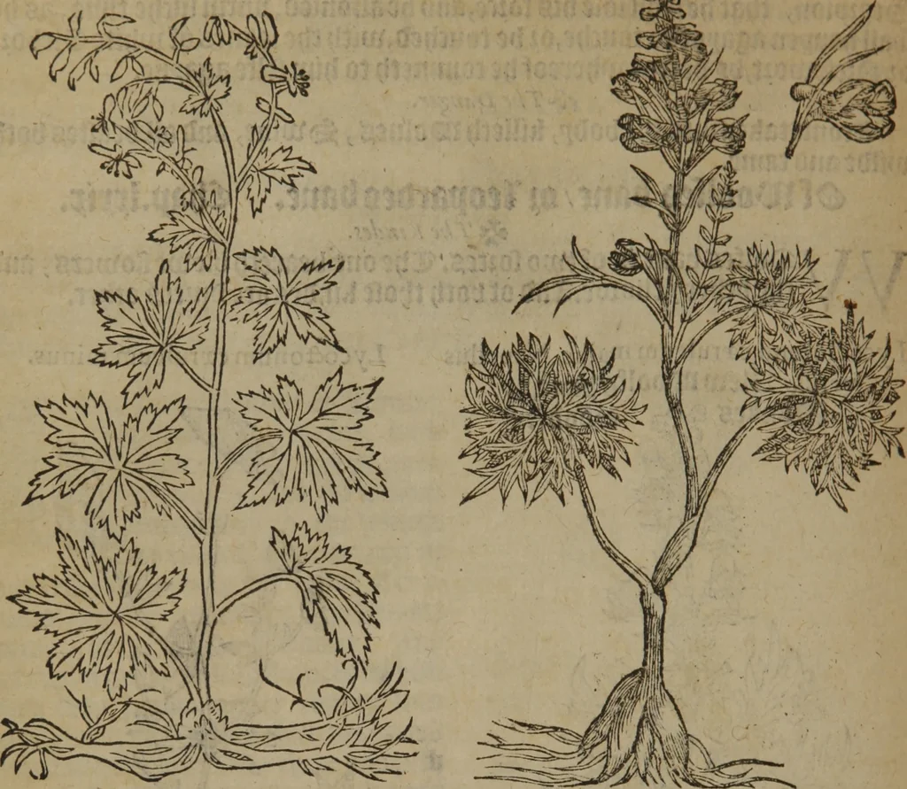 An illustration from A nievve herball, or Historie of plantes : wherein is contayned the whole discourse and perfect description of all sortes of herbes and plantes : their divers & sundry kindes ... and that not onely of those whiche are here growyng in this our countrie of Englande, but of all others also of forrayne realmes commonly used in physicke ; first set foorth in the Doutche or Almaigne tongue, 1578, leaf 455