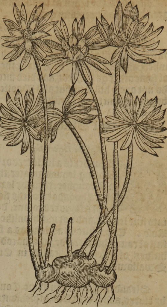 An illustration from A nievve herball, or Historie of plantes : wherein is contayned the whole discourse and perfect description of all sortes of herbes and plantes : their divers & sundry kindes ... and that not onely of those whiche are here growyng in this our countrie of Englande, but of all others also of forrayne realmes commonly used in physicke ; first set foorth in the Doutche or Almaigne tongue, 1578, leaf 456