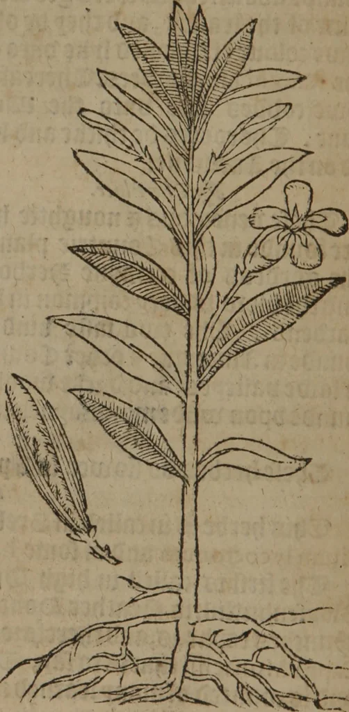 An illustration from A nievve herball, or Historie of plantes : wherein is contayned the whole discourse and perfect description of all sortes of herbes and plantes : their divers & sundry kindes ... and that not onely of those whiche are here growyng in this our countrie of Englande, but of all others also of forrayne realmes commonly used in physicke ; first set foorth in the Doutche or Almaigne tongue, 1578, leaf 457