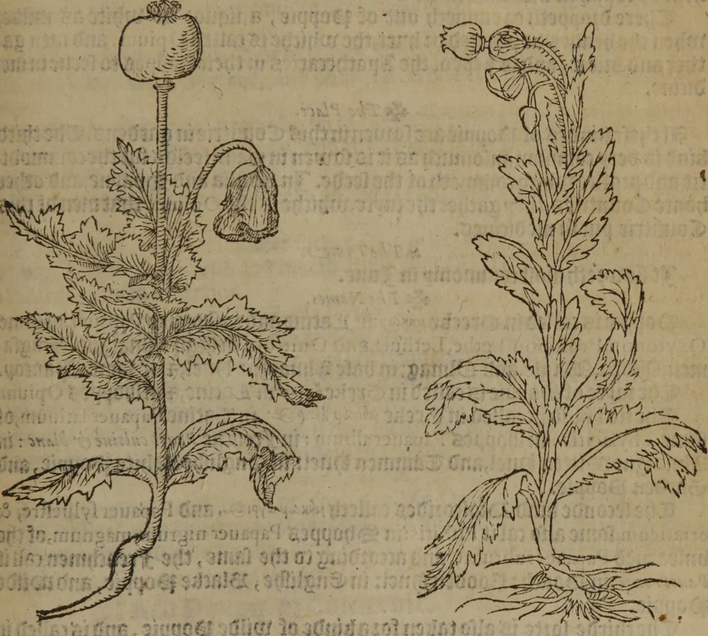 An illustration from A nievve herball, or Historie of plantes : wherein is contayned the whole discourse and perfect description of all sortes of herbes and plantes : their divers & sundry kindes ... and that not onely of those whiche are here growyng in this our countrie of Englande, but of all others also of forrayne realmes commonly used in physicke ; first set foorth in the Doutche or Almaigne tongue, 1578, leaf 458
