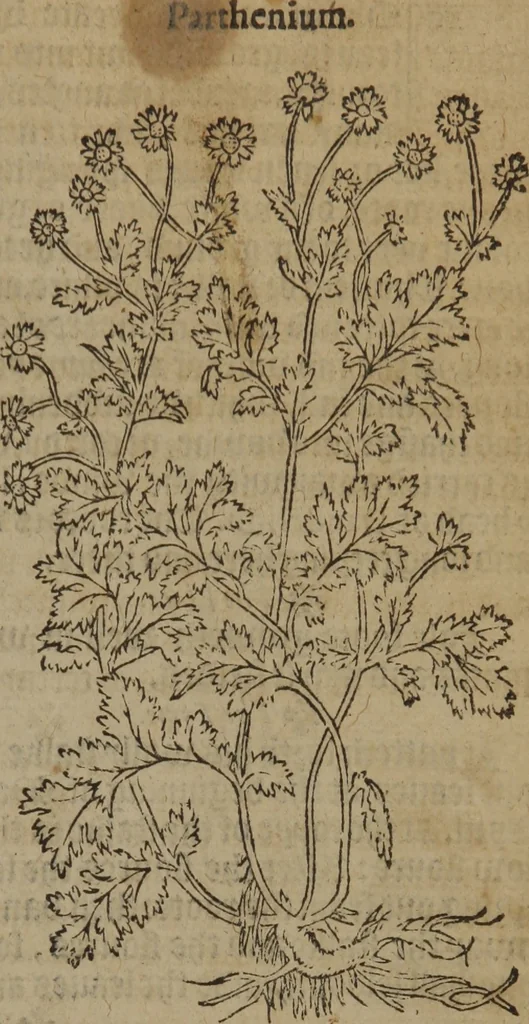 An illustration from A nievve herball, or Historie of plantes : wherein is contayned the whole discourse and perfect description of all sortes of herbes and plantes : their divers & sundry kindes ... and that not onely of those whiche are here growyng in this our countrie of Englande, but of all others also of forrayne realmes commonly used in physicke ; first set foorth in the Doutche or Almaigne tongue, 1578, leaf 46