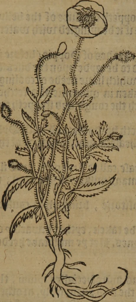 An illustration from A nievve herball, or Historie of plantes : wherein is contayned the whole discourse and perfect description of all sortes of herbes and plantes : their divers & sundry kindes ... and that not onely of those whiche are here growyng in this our countrie of Englande, but of all others also of forrayne realmes commonly used in physicke ; first set foorth in the Doutche or Almaigne tongue, 1578, leaf 461